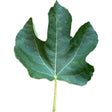 Exquisito Fig Leaf