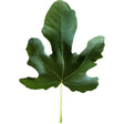 Fico Greco Fig Leaf