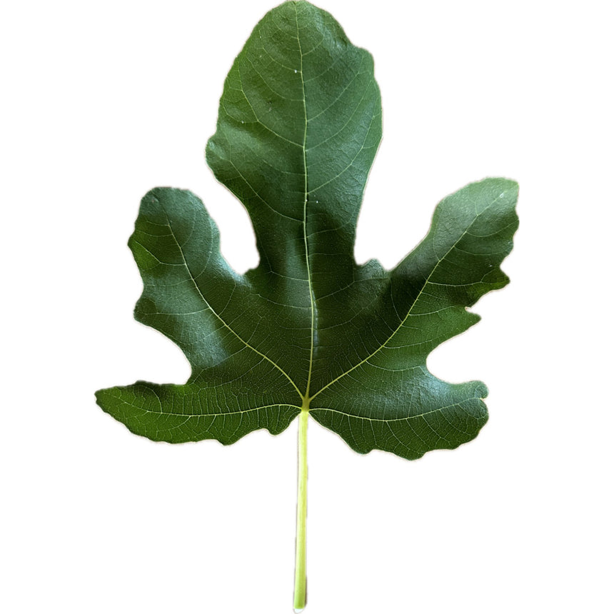 Fico Greco Fig Leaf