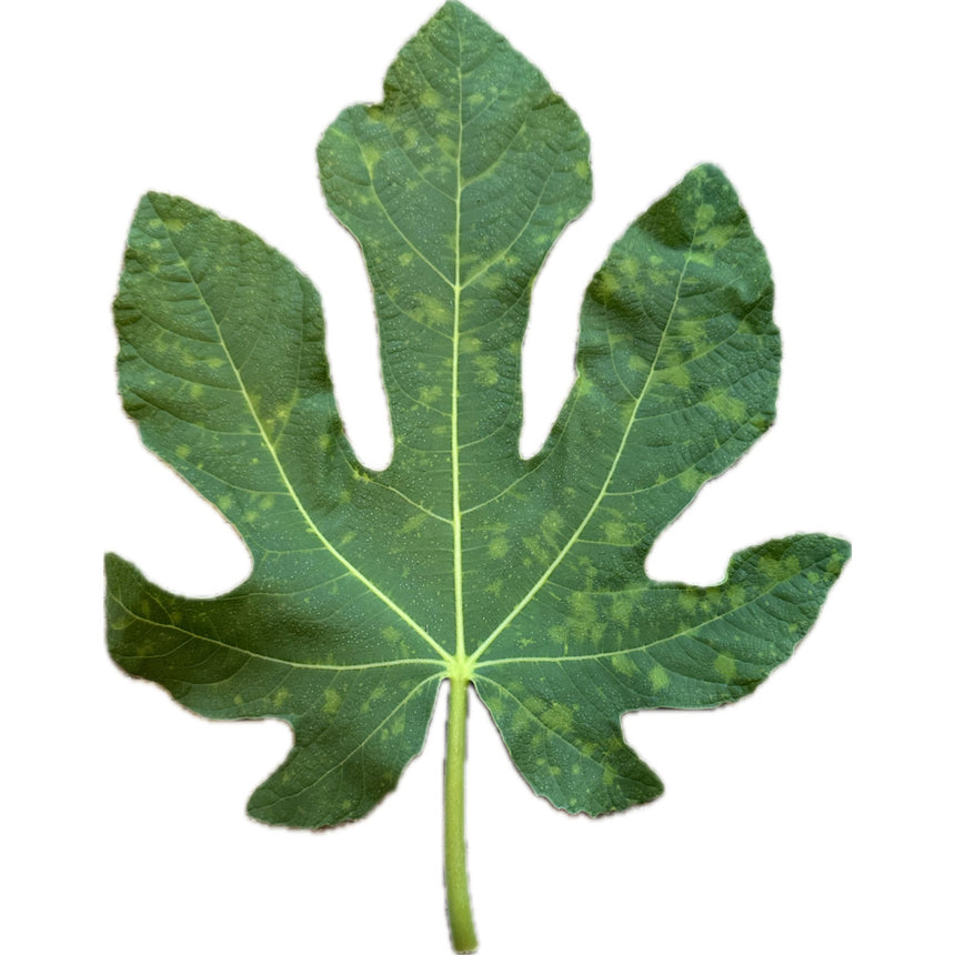 Figo Mulato Fig Leaf