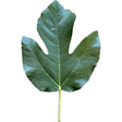 Figoin Fig Leaf