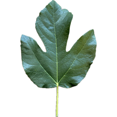 Figoin Fig Leaf