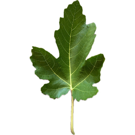 Figue De Sollies AOP Fig Leaf