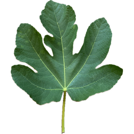 Fiorone di Ruvo Fig Leaf