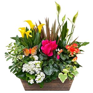 Blooming Plants