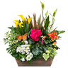 Blooming Plants