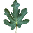 Galbun Fig Leaf