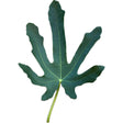 Gayet FDM Fig Leaf
