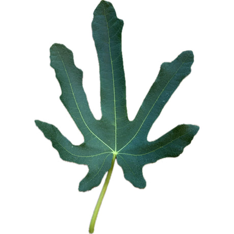Gayet FDM Fig Leaf
