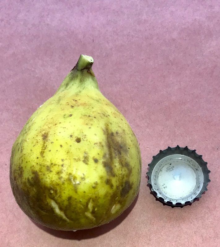 Genovese Bianco Fig Whole Fruit