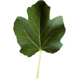 Genovese Nero AF Fig Leaf