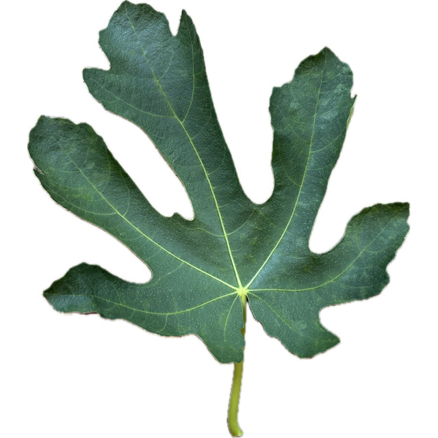 Giant Amber Fig Leaf