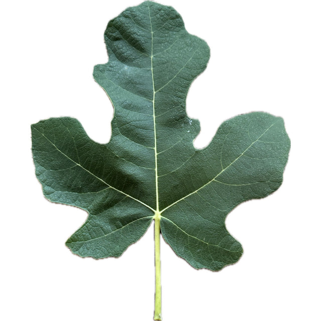 Gino's Black Fig Leaf