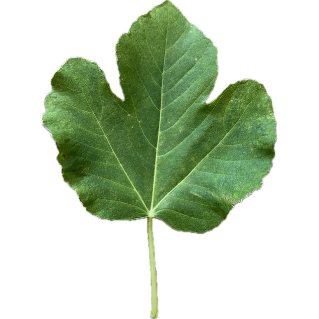 Gozo Gem Fig Leaf