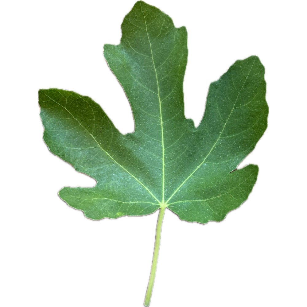 Greek Isles Fig | Kremp Florist