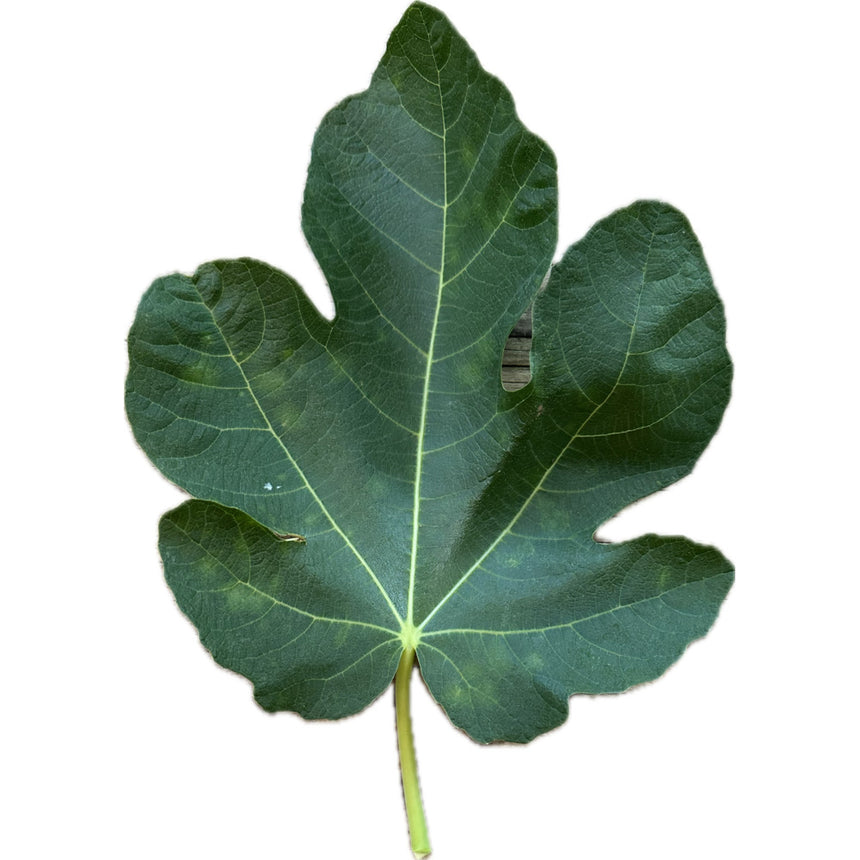 Green Goblin Fig Leaf