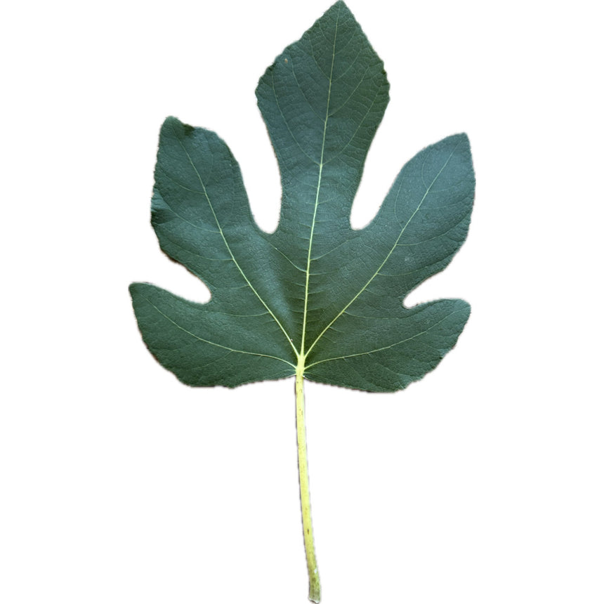 Green Michurinska Fig Leaf