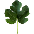 Grise De St Jean Fig Leaf