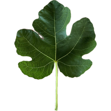 Grise De St Jean Fig Leaf