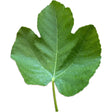 Grosse Monstrueuse de Lipari Fig Leaf