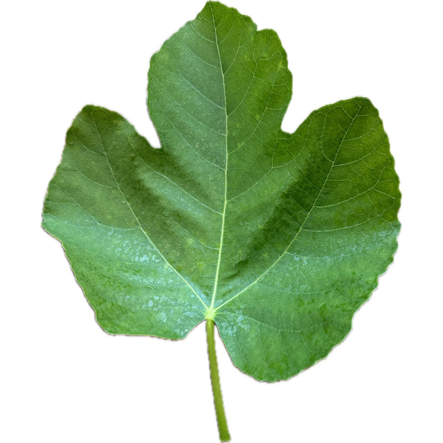 Grosse Monstrueuse de Lipari Fig Leaf