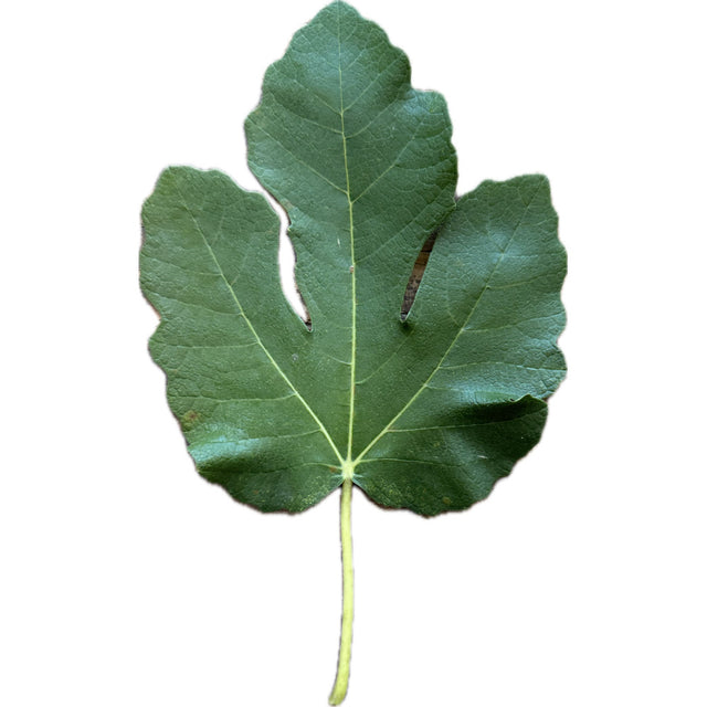 Harry's Crete Fig Leaf
