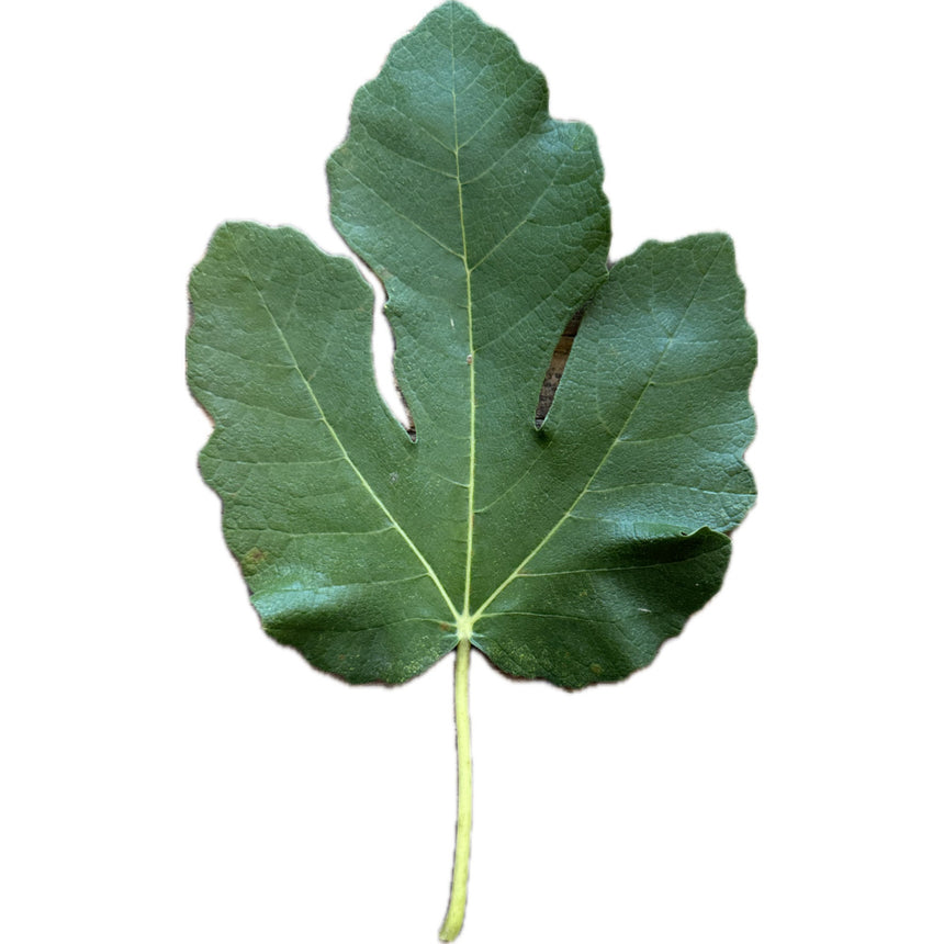 Harry's Crete Fig Leaf