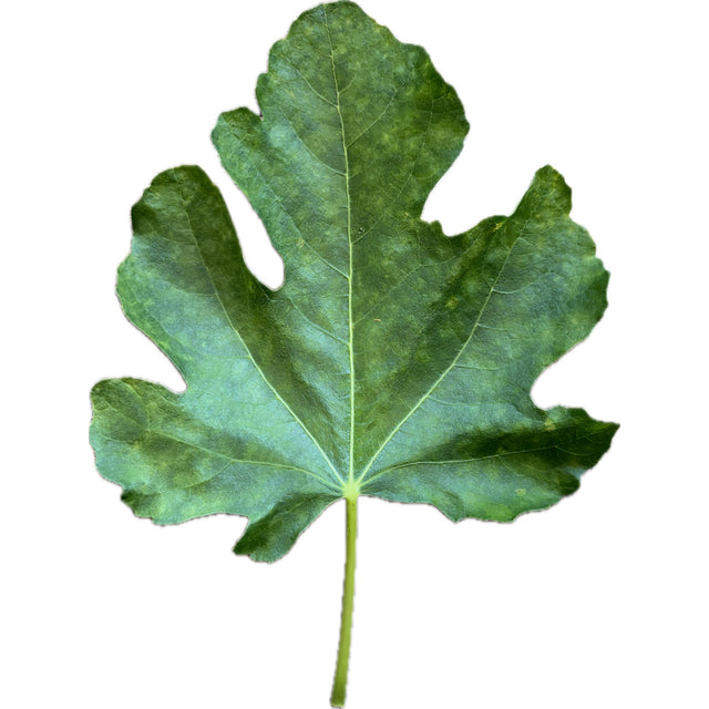 Hative D'Argenteuil Fig Leaf