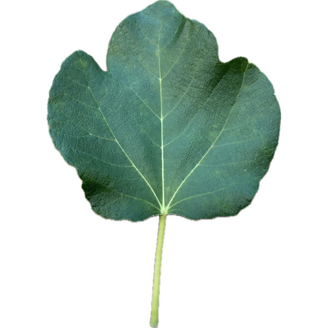 I-258 Fig Leaf