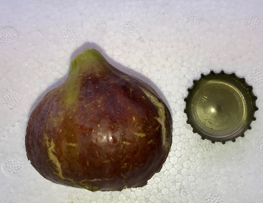 I-258 Fig Whole Fruit