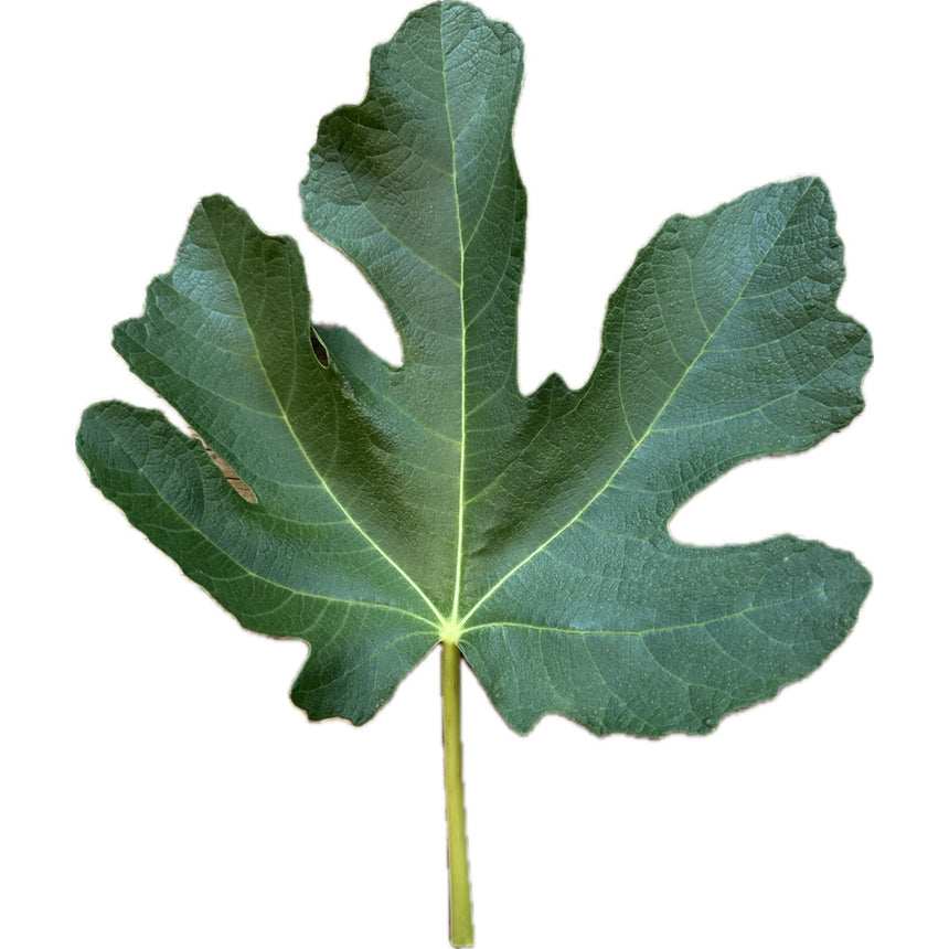 ISA Fig Leaf