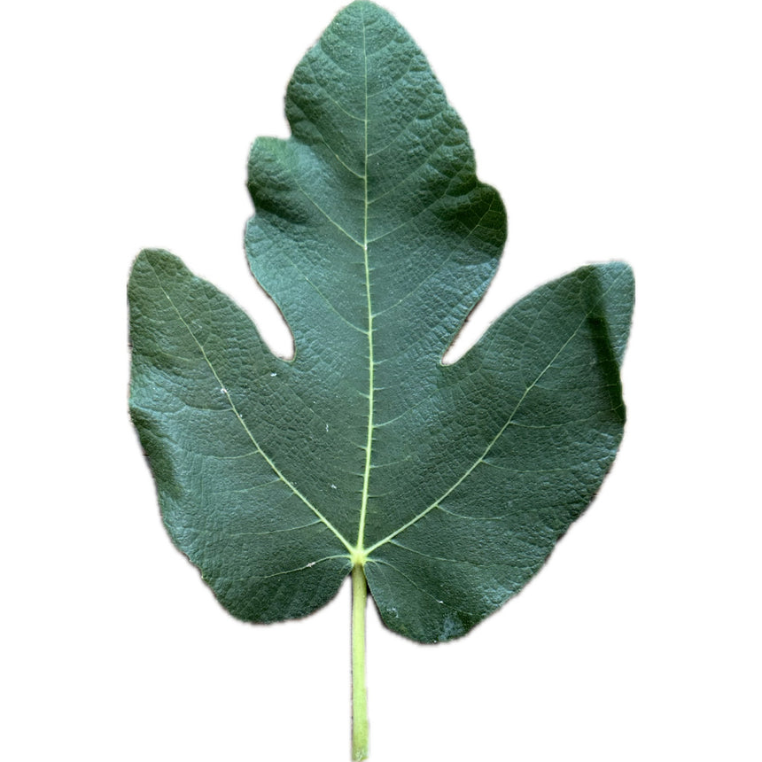 Ibiza Fig Leaf