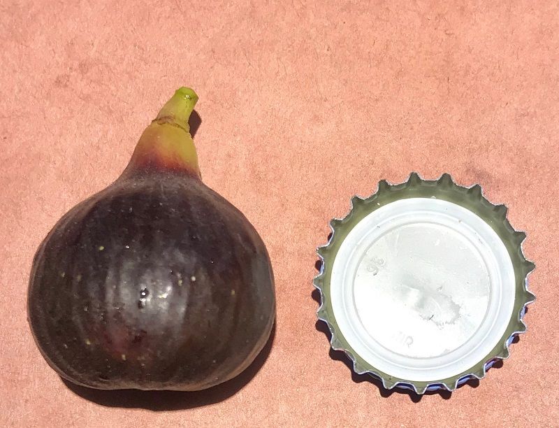 Ibiza Fig Whole Fruit