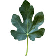 Impellizzeri Fig Leaf