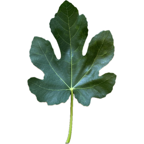 Impellizzeri Fig Leaf