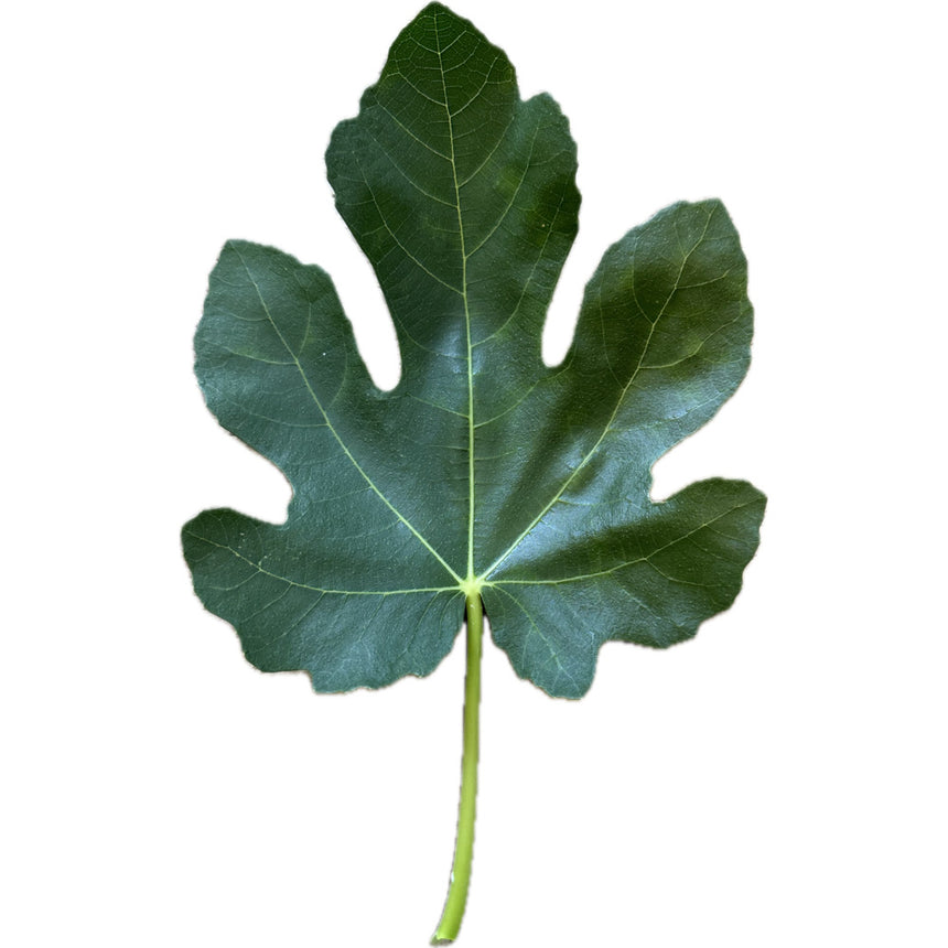 Impellizzeri Fig Leaf
