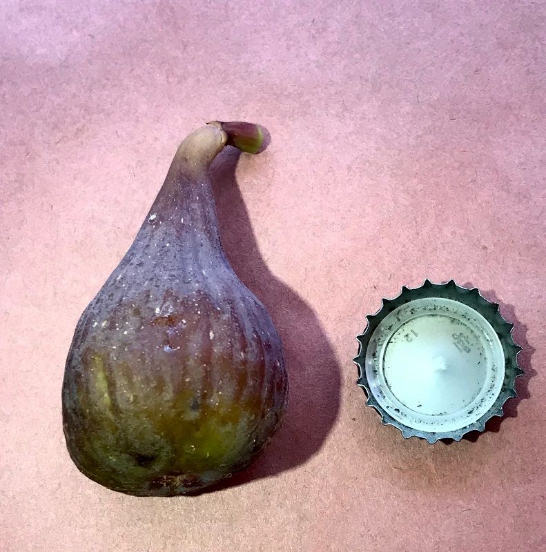 Improved Celeste Fig Whole Fruit