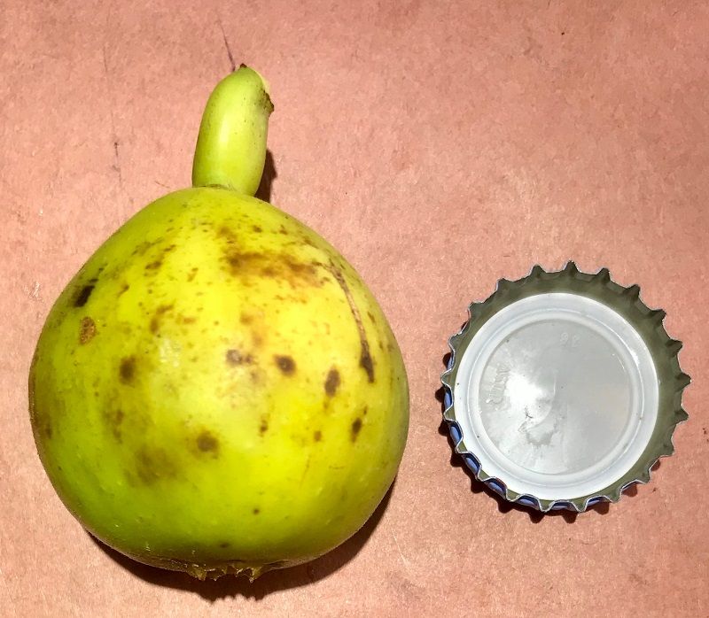 Izbat An Naj Fig Whole Fruit