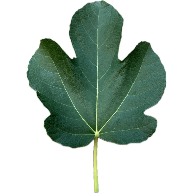 Izbat An Naj Fig Leaf