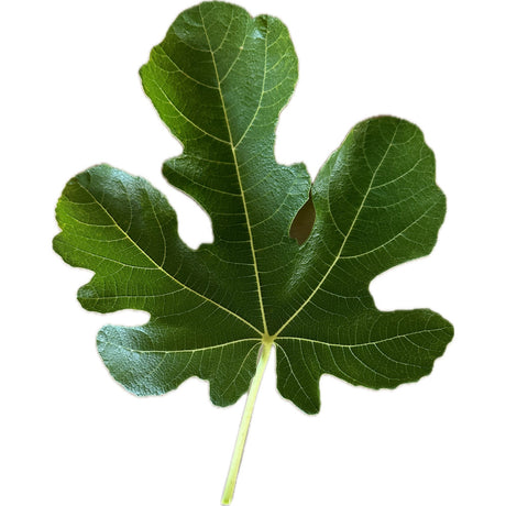 Joualle Rouge Fig Leaf