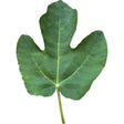 Kesariani Fig Leaf