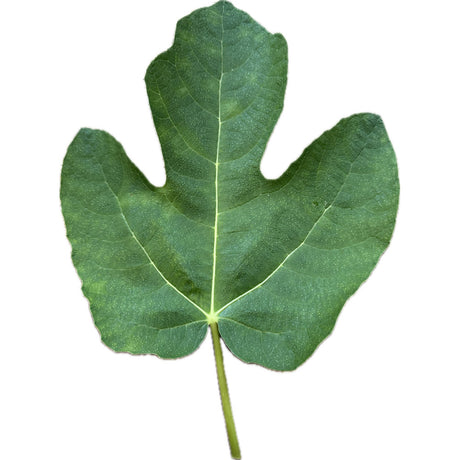 Kesariani Fig Leaf
