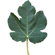 Khurtmani Fig Leaf
