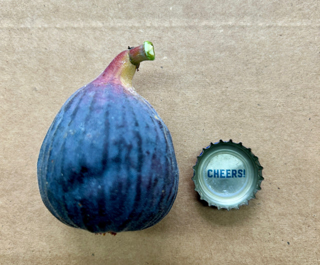 Kurume Kuromitsu Fig Whole Fruit