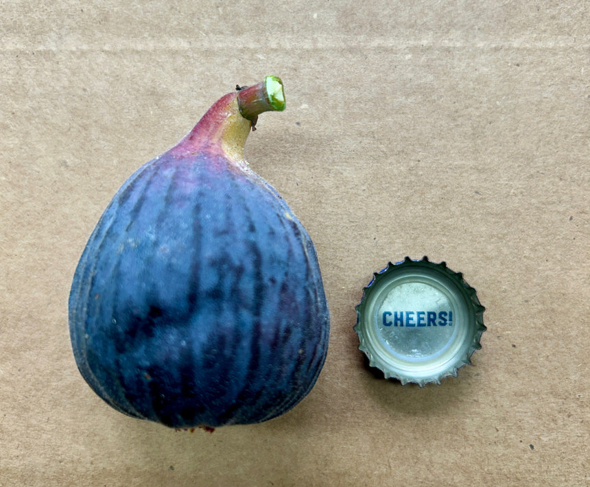 Kurume Kuromitsu Fig Whole Fruit