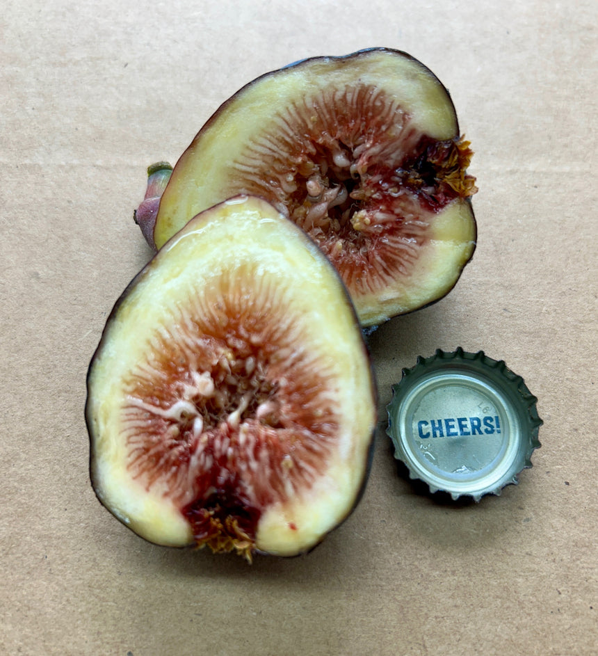 Kurume Kuromitsu Fig Cross Section