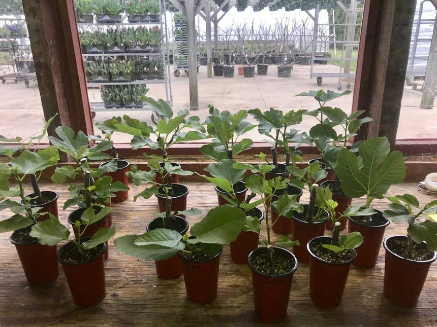 LSU DC-2 Rooted Fig Cutting