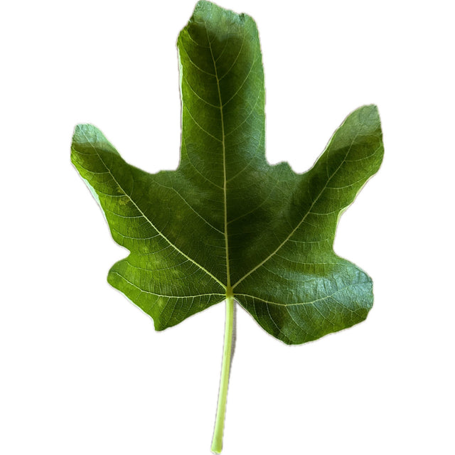 LSU Champagne Fig Leaf