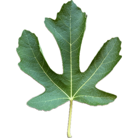 LSU Late Black Fig Leaf