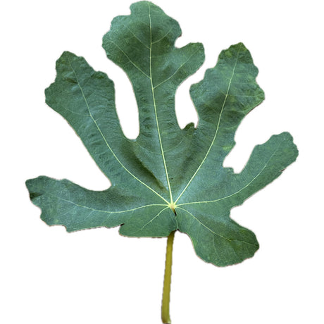 LSU St Gabriel Fig Leaf